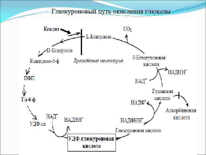 Глюкуроновый путь окисления глюкозы 