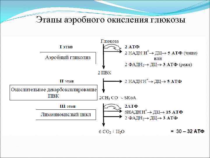 Этапы аэробного окисления глюкозы 