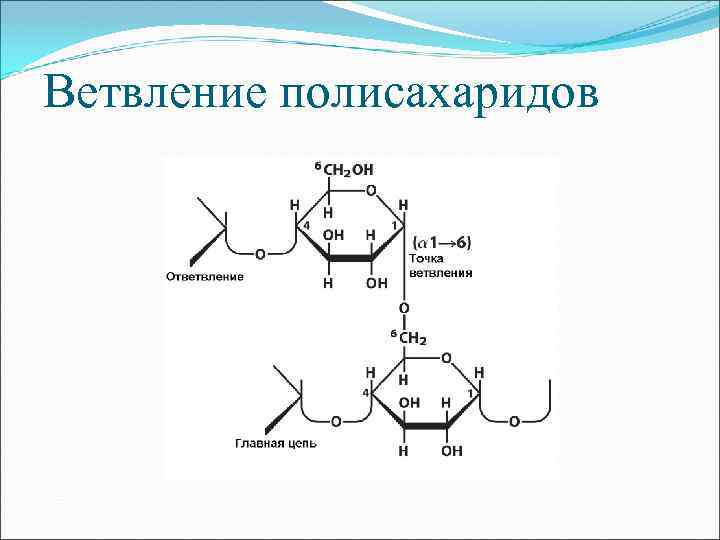 Ветвление полисахаридов 