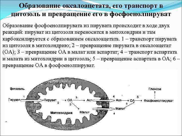 Образование оксалоацетата, его транспорт в цитозоль и превращение его в фосфоенолпируват Образование фосфоенолпирувата из