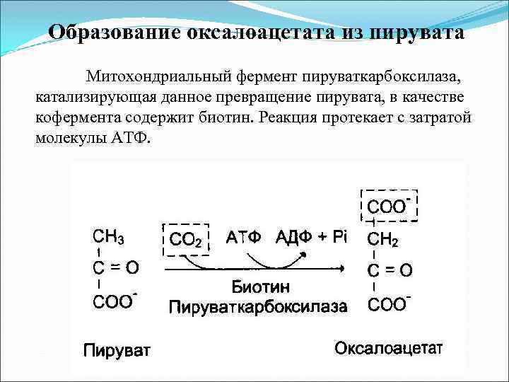 Образование оксалоацетата из пирувата Митохондриальный фермент пируваткарбоксилаза, катализирующая данное превращение пирувата, в качестве кофермента