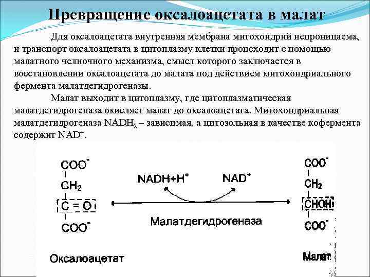 Превращение оксалоацетата в малат Для оксалоацетата внутренняя мембрана митохондрий непроницаема, и транспорт оксалоацетата в