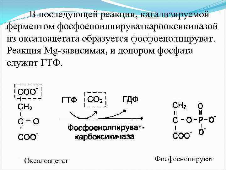 В последующей реакции, катализируемой ферментом фосфоеноилпируваткарбоксикиназой из оксалоацетата образуется фосфоенолпируват. Реакция Mg-зависимая, и донором