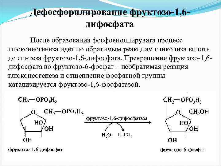 Дефосфорилирование фруктозо-1, 6 дифосфата После образования фосфоенолпирувата процесс глюконеогенеза идет по обратимым реакциям гликолиза