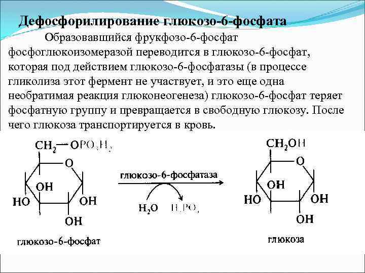 Дефосфорилирование глюкозо-6 -фосфата Образовавшийся фрукфозо-6 -фосфат фосфоглюкоизомеразой переводится в глюкозо-6 -фосфат, которая под действием