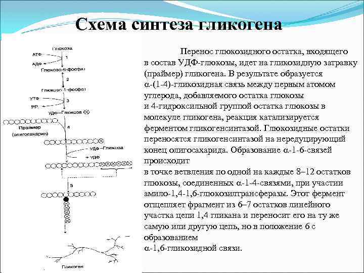 Схема синтеза гликогена Перенос глюкозидного остатка, входящего в состав УДФ-глюкозы, идет на гликозидную затравку
