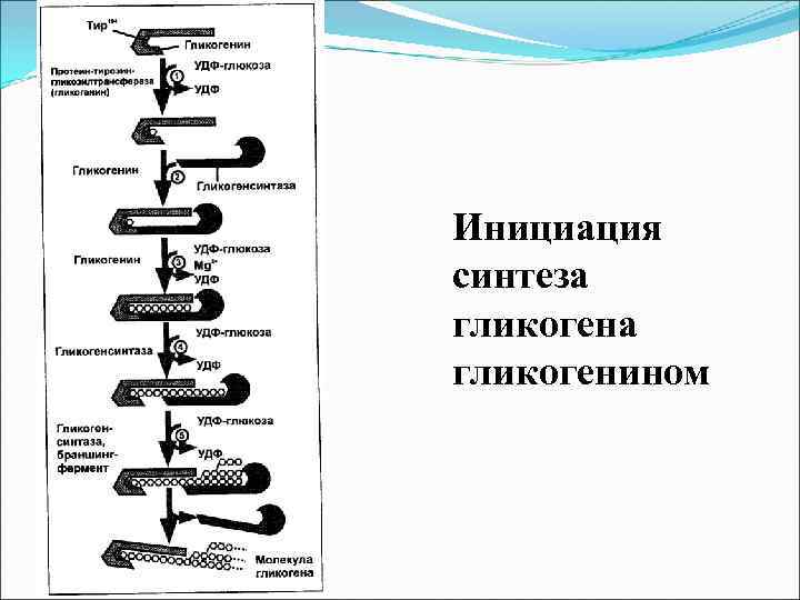 Инициация синтеза гликогенином 