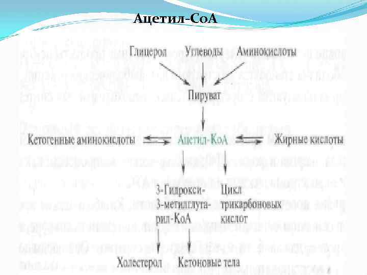 Ацетил-Со. А 