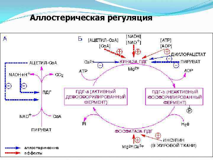 Метаболический путь ферментов. Регуляция активности ферментов аллостерическое модифицирование. Пируватдегидрогеназа метаболический путь. Регуляция метаболических путей биохимия. Ключевые (регуляторные) ферменты метаболических путей.