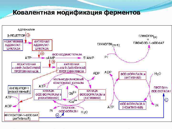 Белковый обмен биохимия