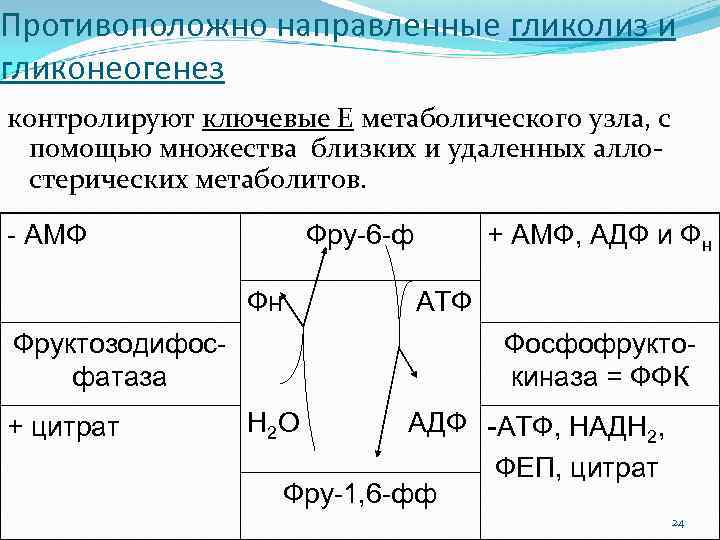 Противоположно направленные гликолиз и гликонеогенез контролируют ключевые Е метаболического узла, с помощью множества близких