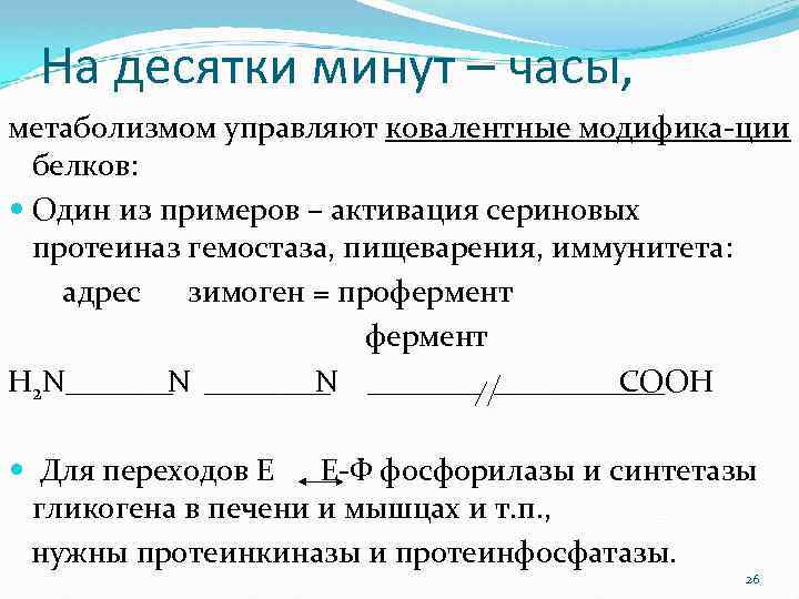 На десятки минут – часы, метаболизмом управляют ковалентные модифика-ции белков: Один из примеров –