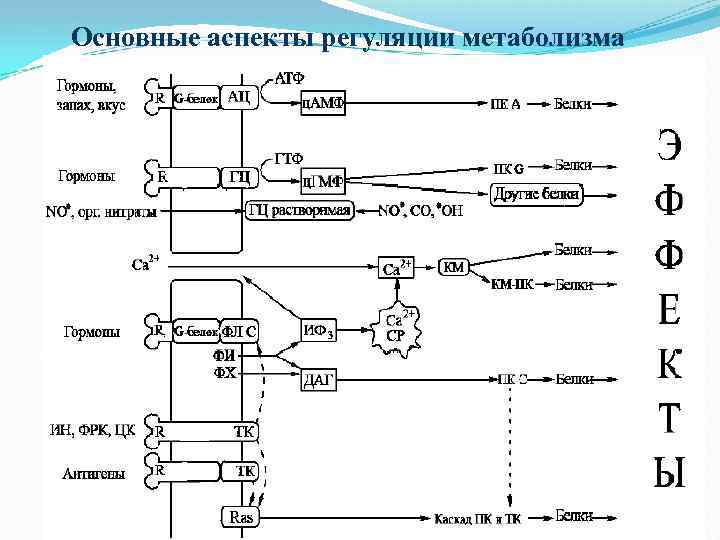 Основные аспекты регуляции метаболизма 