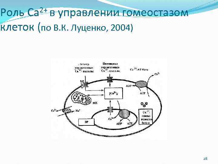 Роль Са 2+ в управлении гомеостазом клеток (по В. К. Луценко, 2004) 28 
