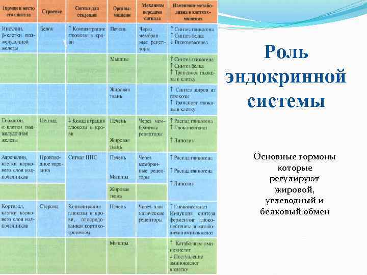 Роль эндокринной системы Основные гормоны которые регулируют жировой, углеводный и белковый обмен 