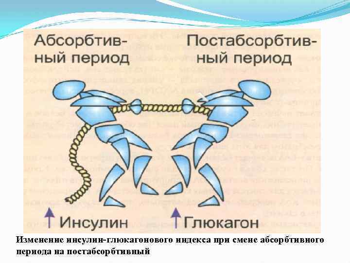 В абсорбтивный период активно протекает. Инсулиноглюкагонового индекса. Инсулин глюкагоновый индекс биохимия. Инсулин абсорбтивный период. Инсулиноглюкогоновый индекс.