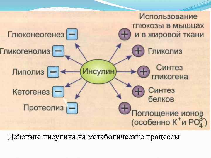 Действие инсулина на метаболические процессы схема