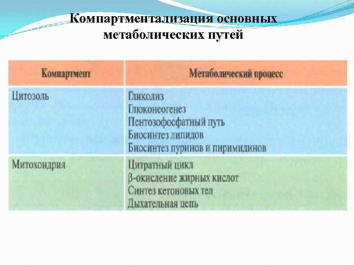 Компартментализация основных метаболических путей 