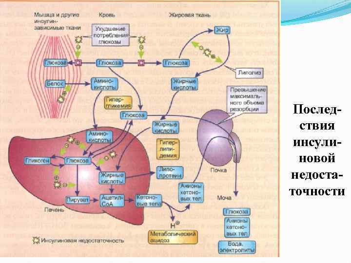 Схема метаболизма биохимия