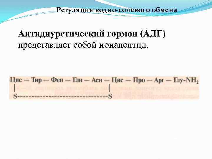 Регуляция водно-солевого обмена Антидиуретический гормон (АДГ) представляет собой нонапептид. 
