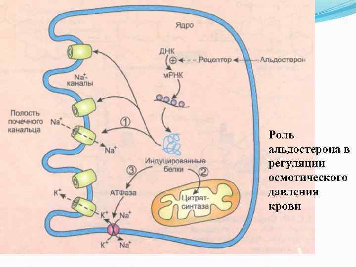 Механизм действия альдостерона схема