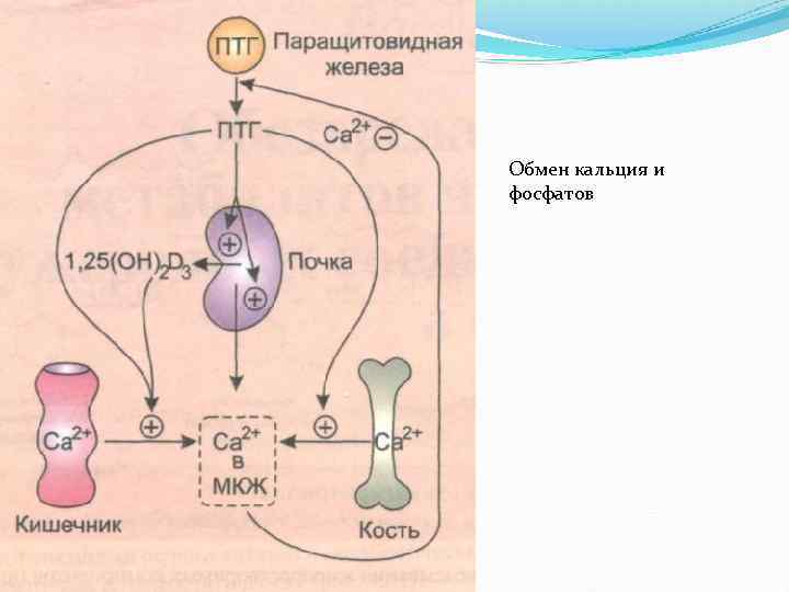 Фосфорно кальциевый обмен биохимия презентация