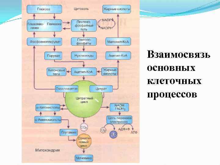 Карта метаболизма биохимия