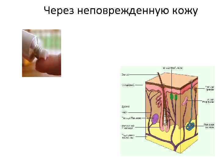 Через неповрежденную кожу 