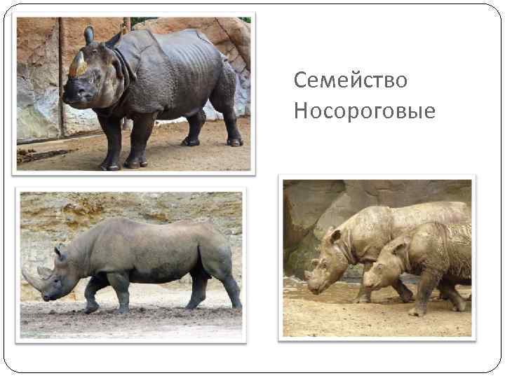 Семейство Носороговые 