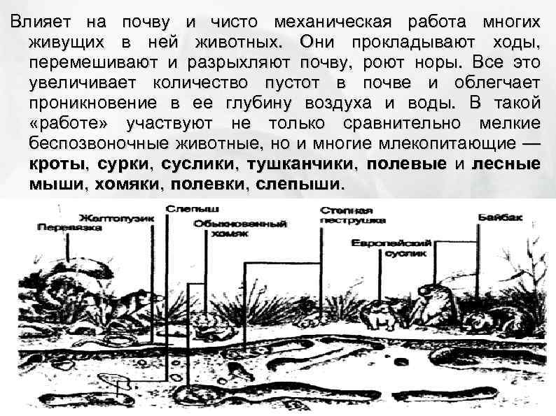 Влияет на почву и чисто механическая работа многих живущих в ней животных. Они прокладывают