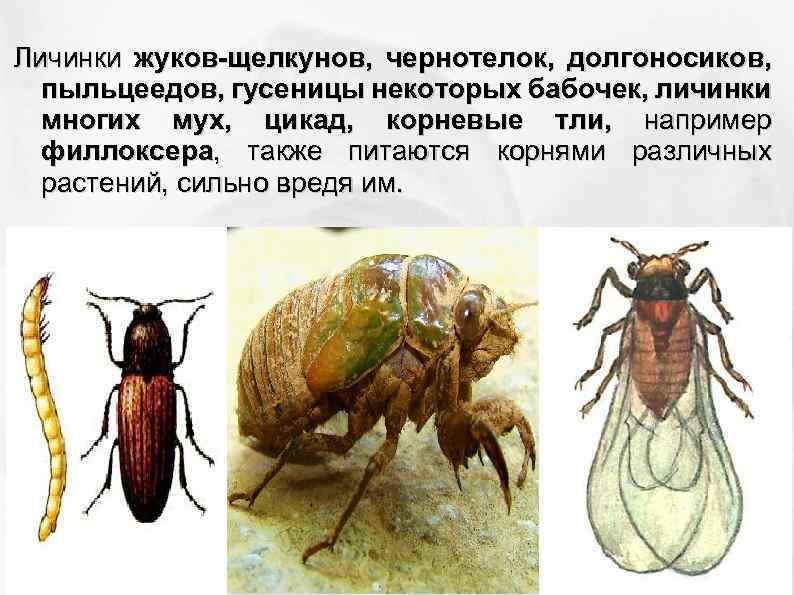 Проект сила рак щелкун