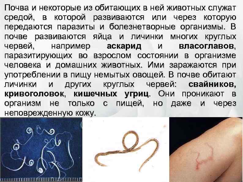 Почва и некоторые из обитающих в ней животных служат средой, в которой развиваются или