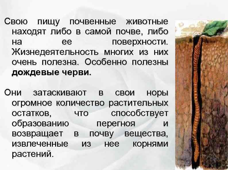 Свою пищу почвенные животные находят либо в самой почве, либо на ее поверхности. Жизнедеятельность