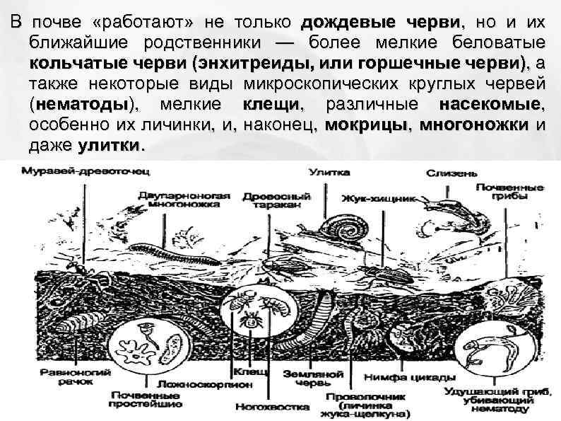 В почве «работают» не только дождевые черви, но и их ближайшие родственники — более