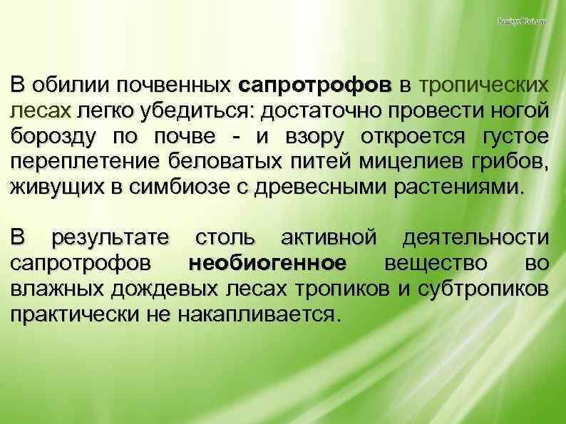 В обилии почвенных сапротрофов в тропических лесах легко убедиться: достаточно провести ногой борозду по