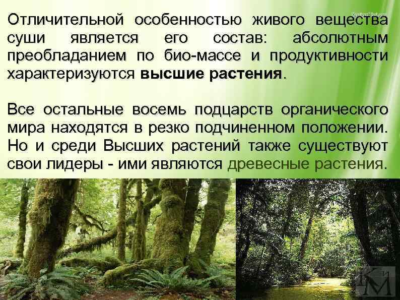 Отличительной особенностью живого вещества суши является его состав: абсолютным преобладанием по био-массе и продуктивности