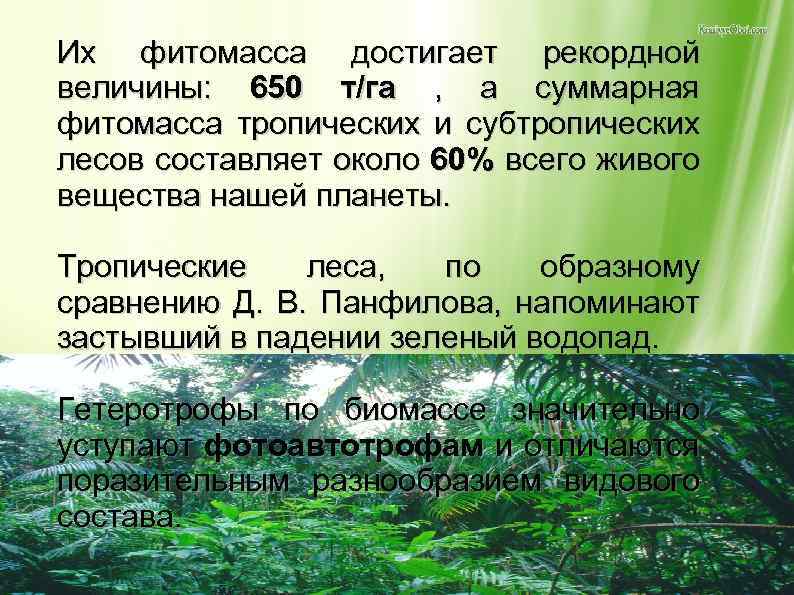 Их фитомасса достигает рекордной величины: 650 т/га , а суммарная фитомасса тропических и субтропических