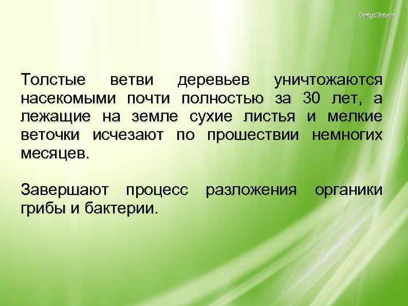 Толстые ветви деревьев уничтожаются насекомыми почти полностью за 30 лет, а лежащие на земле
