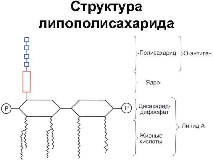Структура липополисахарида 