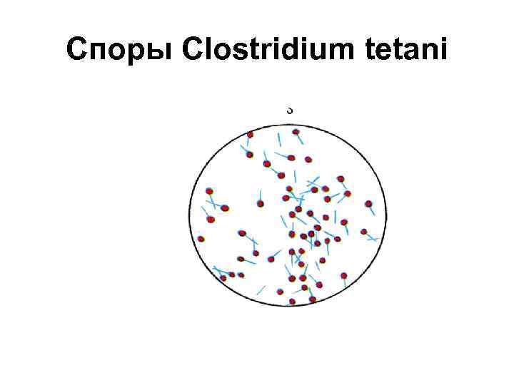 Споры Clostridium tetani 