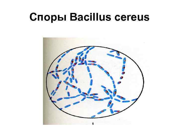 Споры Bacillus cereus 