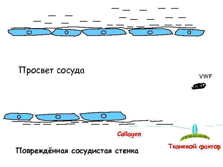 Просвет сосуда VWF Collagen Повреждённая сосудистая стенка Тканевой фактор 