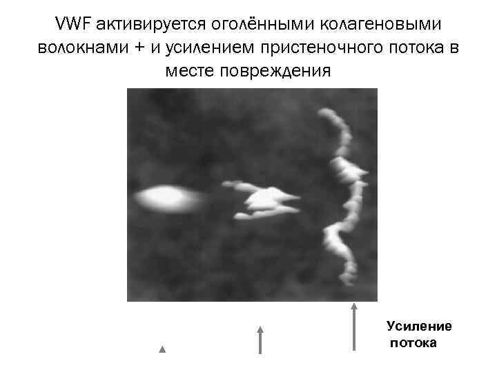 VWF активируется оголёнными колагеновыми волокнами + и усилением пристеночного потока в месте повреждения Усиление