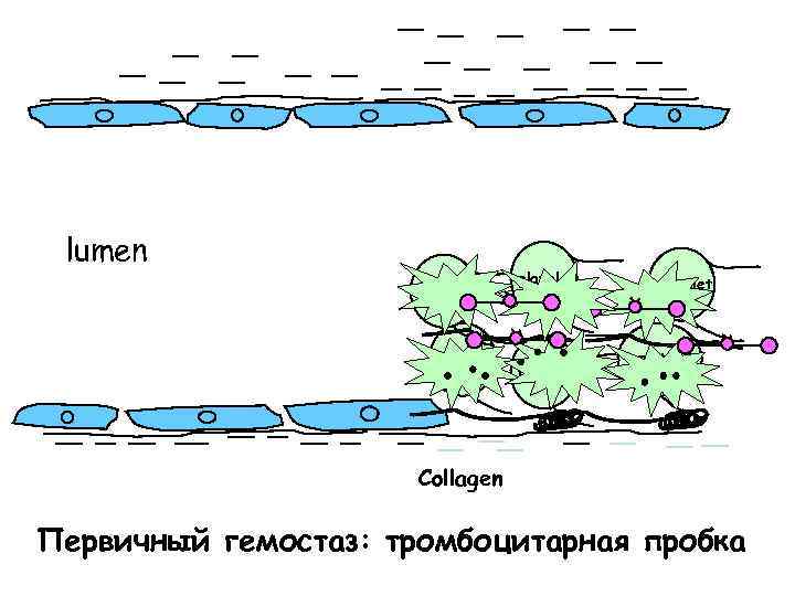 lumen platelet platelet Collagen Первичный гемостаз: тромбоцитарная пробка 
