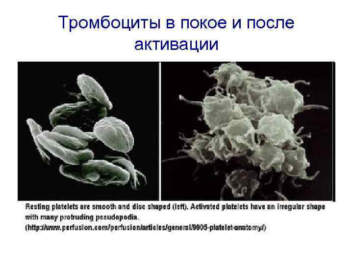 Тромбоциты в покое и после активации 