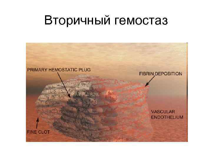 Вторичный гемостаз 