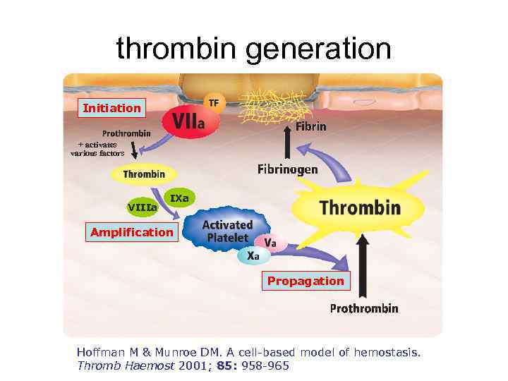 thrombin generation Initiation + activates various factors VIIIa IXa Amplification Propagation Hoffman M &