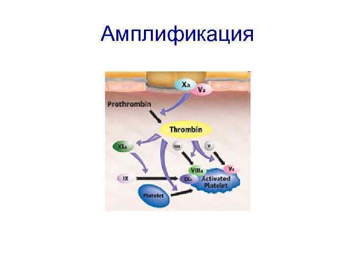 Амплификация 