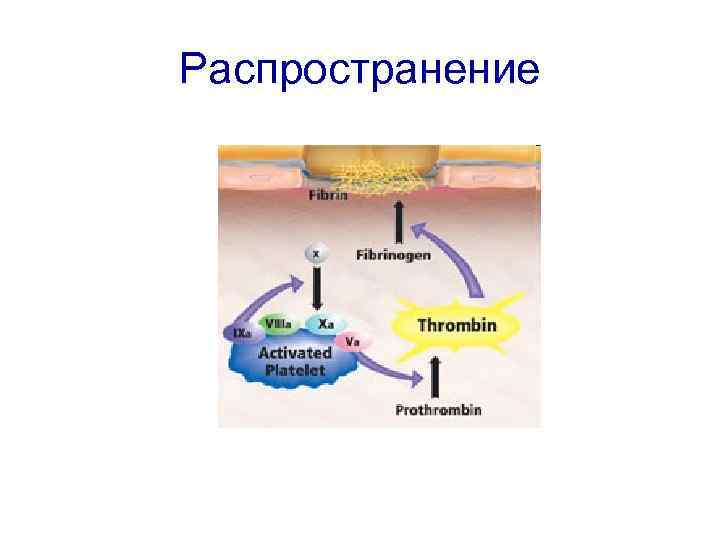 Распространение 