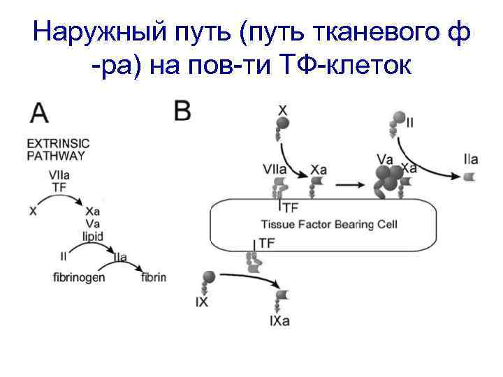 Наружный путь (путь тканевого ф -ра) на пов-ти ТФ-клеток 